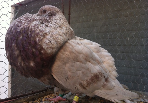 Imatge de capçalera de Por la conservación del palomo marchenero