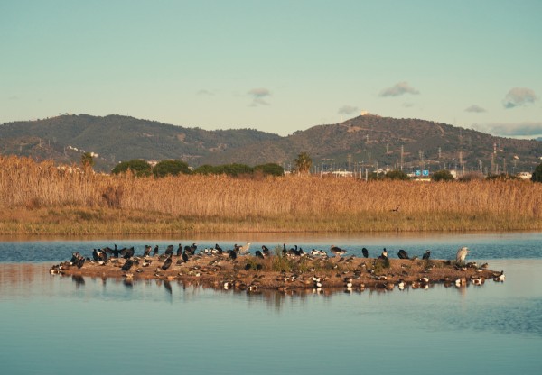 Imagen de cabecera de Salvem el delta del Llobregat! No a l’ampliació de l’aeroport