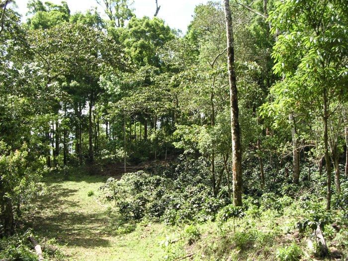 finca-cipres-en-nueva-esperanza.jpg