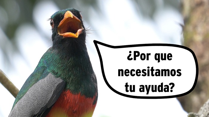 trogon-mandibula-por-que-necesitamos-tu-ayuda-1.jpg